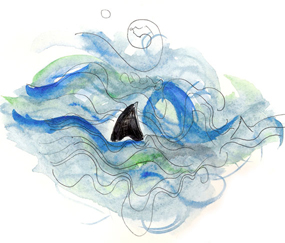 A Shark!