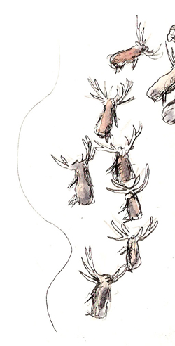 The herd