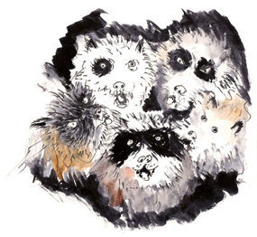 The huskies